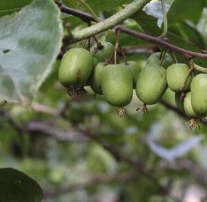 さるなし（新庄村）