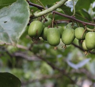 さるなし（新庄村）